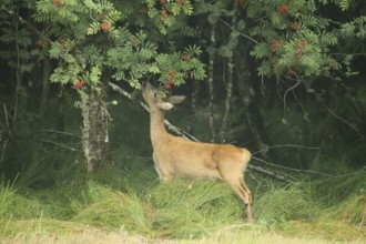 Roe deer (Capreolus capreolus) doe nibbling leaves and red berries of rowan (Sorbus aucuparia)