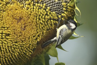 Great tit (Parus major) picking ripe seeds from a sunflower (Helianthus annuus) Allgäu, Bavaria,