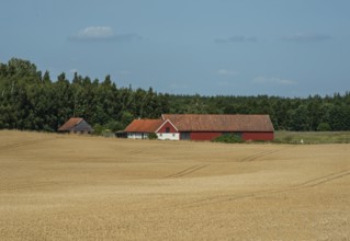 Older farmhouse behind wheat fields at Ystad, Skåne County, Sweden, Scandinavia