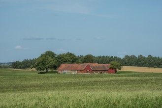 Older farmhouse in landscape behind fields of crops at Ystad, Skåne County, Sweden, Scandinavia