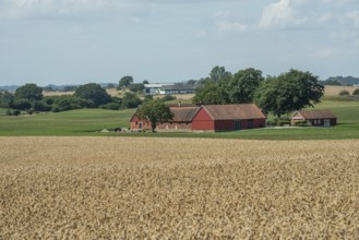 Older farmhouse in landscape behind fields of wheat at Ystad, Skåne County, Sweden, Scandinavia