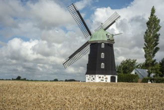Windmill type Dutchman that was in use 1825, 1958, surrounded by wheat fields and against blue sky