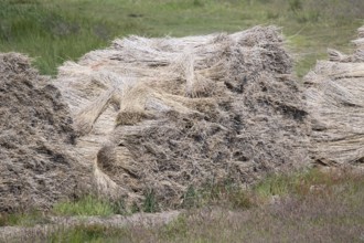 Heaped bundles of thatch, used to cover roofs, Nørre fog, Denmark