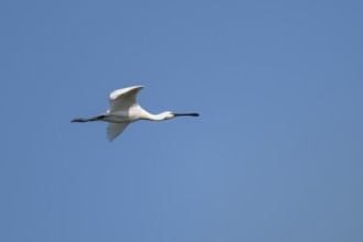 Spoonbill (Platalea leucorodia), in flight, Tipperne, Denmark