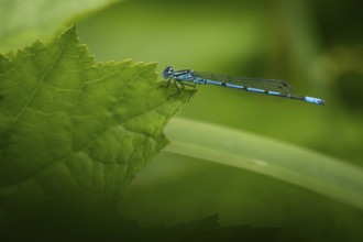 Blue shining dragonfly sitting on a green leaf, Tambours Have or Tambours Garden, near Varde,