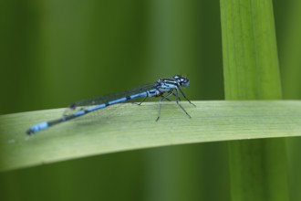 Blue shining dragonfly sitting on a blade of grass, Tambours Have or Tambours Garden, near Varde,