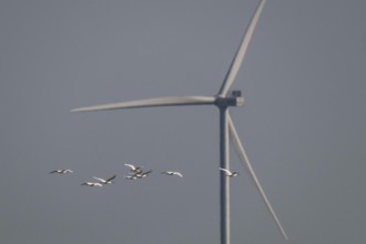 Spoonbill (Platalea leucorodia), in flight, in front of a wind turbine, Ringkøbing Fjord, Denmark