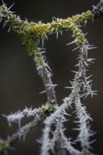 Thorny rose branches covered with hoarfrost, Hohenlohe, Baden-Württemberg, Germany