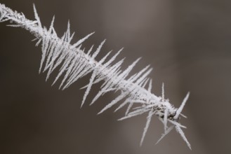 Thorny branch covered with hoarfrost, Hohenlohe, Baden-Württemberg, Germany