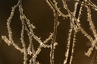 Thorny branches with hoarfrost in the evening light, Hohenlohe, Baden-Württemberg, Germany