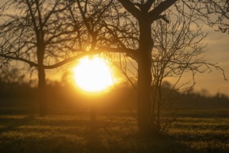 Sunset behind trees, Hohenlohe, Baden-Württemberg, Germany