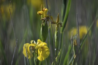 Close-up of a yellow iris in the reeds in sunny weather, Copenhagen, Denmark