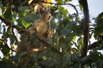 Squirrel sitting in a tree, Hohenlohe, Baden-Württemberg, Germany