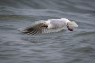 Black-headed gull (Chroicocephalus ridibundus) in summer dress, looking for small fish, long