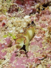 A colourful nudibranch, sapsucker, velvet snail (Elysia), crawls across the sandy seabed. Dive site