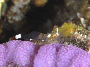 A shrimp, peacock-eyed anemone shrimp (Ancylocaris brevicarpalis), sits on pink coral in a reef.