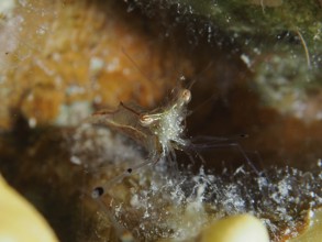 A transparent shrimp, red scissor shrimp (Cuapetes tenuipes) hiding on the seabed. Dive site