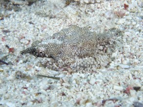 A well-camouflaged dwarf winged horsefish (Eurypegasus draconis), winged horsefish, lies on a
