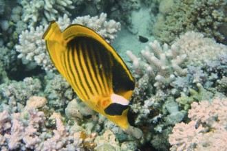 A striped, yellow fish, tobacco butterflyfish (Chaetodon fasciatus), swims above a coral reef. Dive