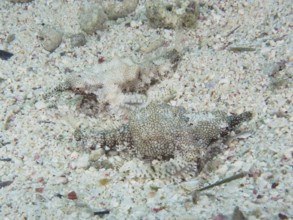 Two well-camouflaged dwarf winged horsefish (Eurypegasus draconis), winged horsefish, hiding on a