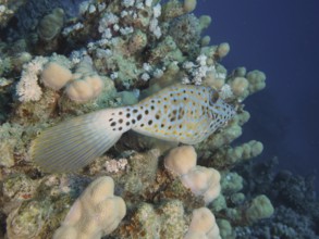 A spotted fish, script filefish (Aluterus scriptus), swims close to corals in clear water. Dive
