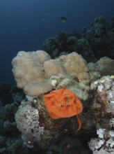 The orange-coloured spawn of a Spanish dancer (Hexabranchus sanguineus) lies on a coral reef. Dive