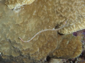 A black-breasted pipefish (Corythoichthys nigripectus) wriggling on a stony coral. Cylinder rose