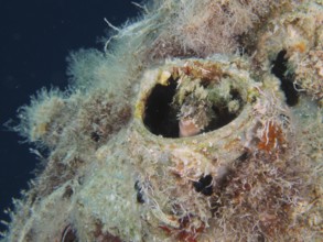 A sabre-toothed blenny (Petroscirtes mitratus) inhabits a plastic canister, marine pollution, dive
