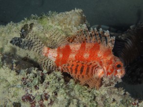A Red Sea dwarf lionfish (Dendrochirus hemprichi) lies in a reef. Dive site Mangrove Bay, El