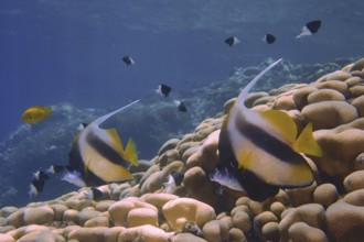 Colourful fish, Red Sea bannerfish (Heniochus intermedius), swim over corals in a blue ocean. Dive