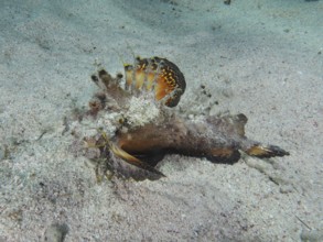 Camouflaged fish, Red Sea Walkman (Inimicus filamentosus), on a sandy seabed. Dive site House Reef,