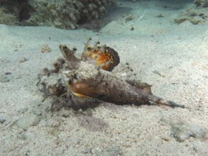 Red Sea Walkman (Inimicus filamentosus) camouflaged in the sand of the seabed. Dive site House