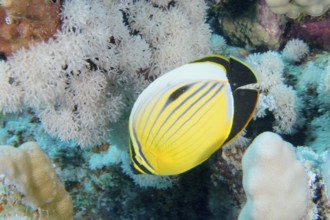 A yellow and black striped fish, red sea butterflyfish (Chaetodon austriacus), swims between white