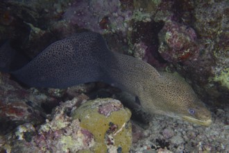 A giant moray eel (Gymnothorax javanicus) meanders through rocks in the coral reef at night while