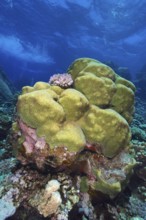 Green-yellow rough brain coral (Platygyra daedalea) in the clear blue sea. Dive site Sataya Reef,