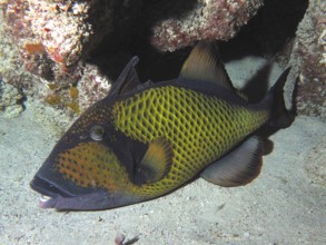 Dark fish with a yellow pattern, giant triggerfish (Balistoides viridescens), in a coral reef on a