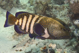 Spotted fish with blue and yellow patterns, peacock grouper (Cephalopholis argus), in a coral reef.