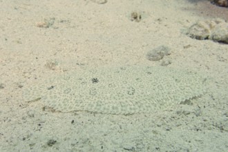 A well-camouflaged flounder, Moses sole (Pardachirus marmoratus), lies quietly on the sandy seabed.