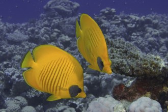 Two yellow masked butterflyfish (Chaetodon semilarvatus) swim synchronised above a coral reef. Dive
