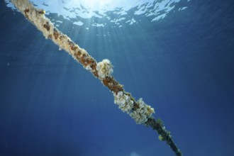 A rope under water covered with ear funnel algae (Padina Gymnospora), funnel algae, illuminated by