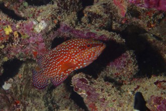 Detailed spotted fish, jewel grouper (Cephalopholis oligosticta), hides between colourful reef
