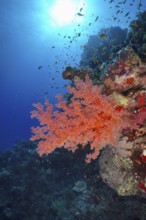 Living red coral, Hemprich's Tree Coral (Dendronephthya hemprichi), in the blue ocean under