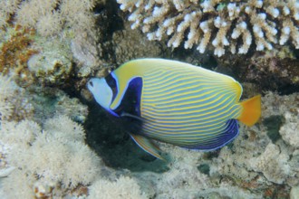 Colourful emperor angelfish (Pomacanthus imperator) swimming around corals in the living ocean.