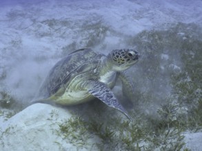 Underwater shot of a Green turtle (Chelonia mydas) swimming through grass and kicking up sand. Dive