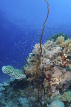 Twisted Wire Coral (Cirrhipathes anguina) and other corals and schools of fish in the sea. Dive