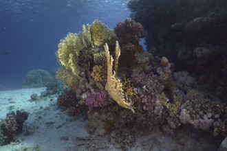 Colourful coral formations with lattice fire coral (Millepora dichotoma) in the sea under clear