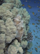 A fringed scorpionfish (Scorpaenopsis oxycephala) camouflaged in coral, surrounded by a school of