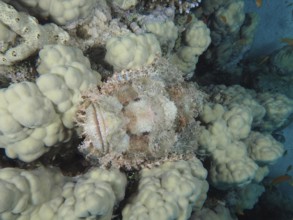 A fringed scorpionfish (Scorpaenopsis oxycephala) camouflaged in pale white coral formations. Dive