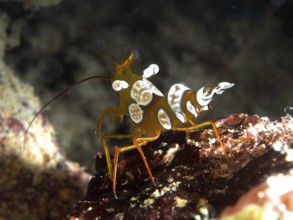 Macro shot of a colourful crab, hollowback shrimp (Thor amboinensis), in its natural habitat. Dive