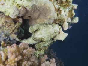 A well camouflaged fish, fringed scorpionfish (Scorpaenopsis oxycephala), rests in a coral